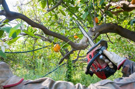 Pruning Citrus Trees