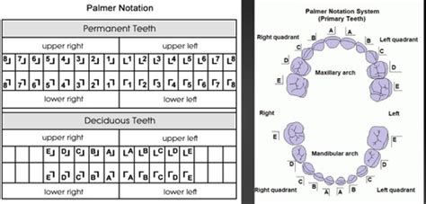 Oral Anatomy And Occlusion Development And Eruption Of The Teeth Flashcards Quizlet