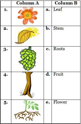 Plant Labeling Worksheet 3rd Grade