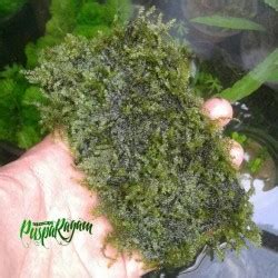 Jual Weeping Moss Lempeng Pakis Full Air Tanaman Aquascape Kota