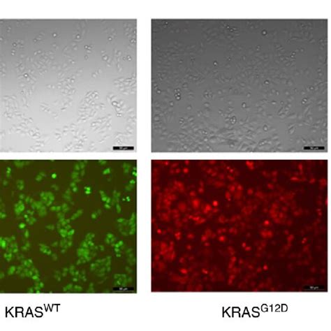 Tumor Growth In Nude Mice A Each Group Comprised 10 Nude Mice And