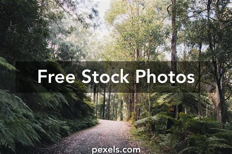 Australian Rainforest Photos, Download The BEST Free Australian ...