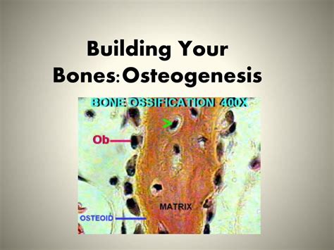 Ppt Building Your Bonesosteogenesis Powerpoint Presentation Free