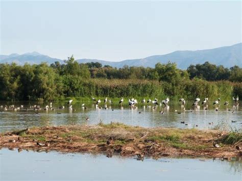 Qué es un ECOSISTEMA MIXTO sus Características y Tipos