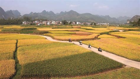 金秋好 丰”景来宾广西壮族自治区农业农村厅