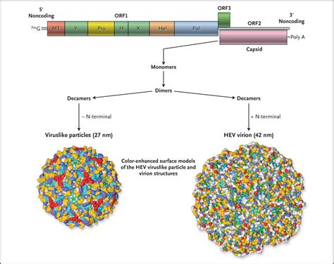 Hepatitis E Nejm