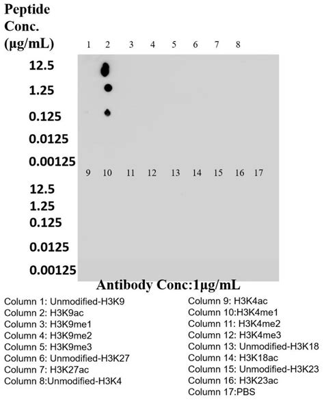 Acetyl Histone H Lys Antibody Rr Proteintech