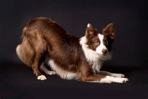 Border Collie Cap Billeder Af Hunde Uploaded Af Anita F