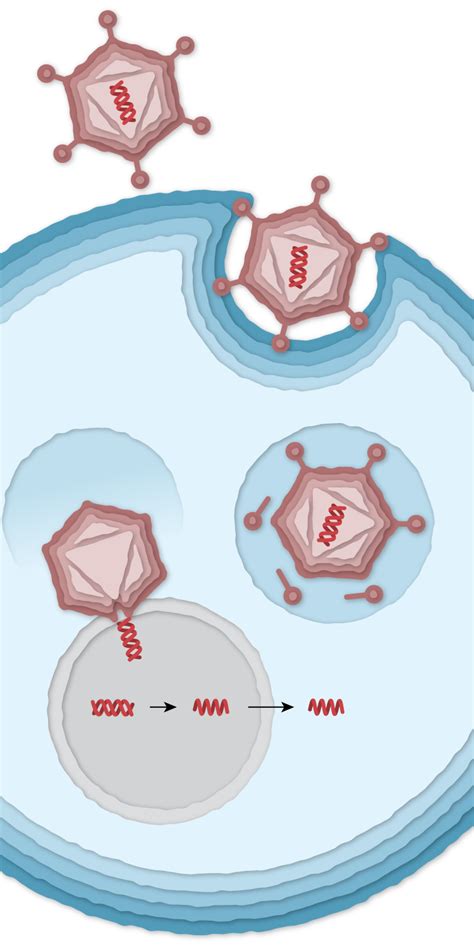 How the Oxford-AstraZeneca Covid-19 Vaccine Works - The New York Times