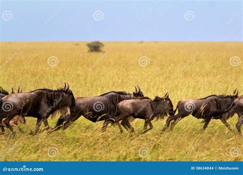 Wild Beest Migration In Tanzania Stock Photo Image Of Area Hairy