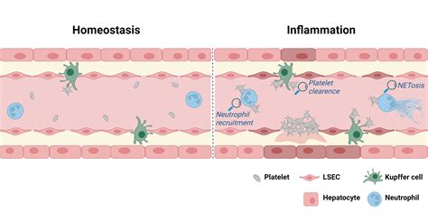 Liver Inflammation - The Würzburg Platelet Group