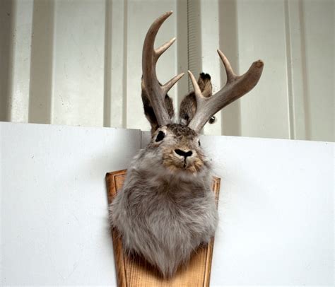 34 Facts About Jackalope