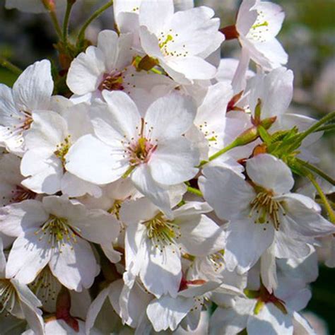 Bird Cherry Hedge Plant Prunus Padus Hedges Direct