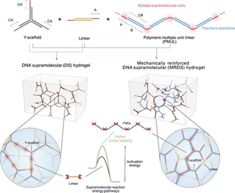 Reinforcing Dna Supramolecular Hydrogel With Polymeric Multiple Unit