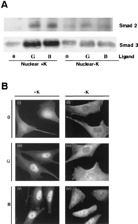 Dominant Negative Dynamin Ab Inhibits Smad Phosphor Ylation And Tgf