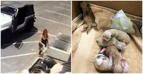 Woman Caught On Video Tossing Bag Filled With 7 Newborn Puppies Into