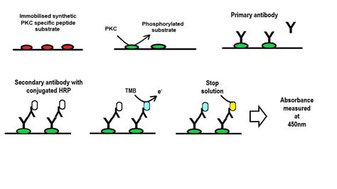 PKC Kinase Activity Assay Kit ab139437 アブカム