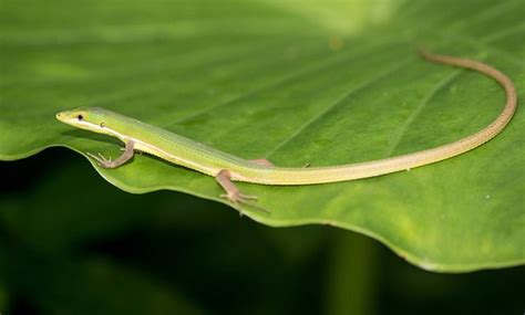 grass lizard lizard animals beautiful animals