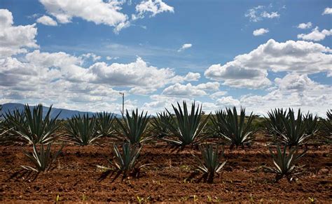 Cultivo Agave Opcion Recuperacion Suelos Oaxaca Optimized Jpeg Oaxaca