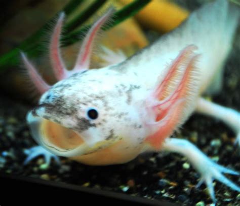 選択した画像 baby axolotl yawn gif 267623 - Majutrusrwk0