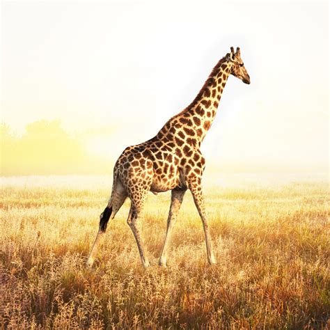 Cute Giraffe Wallpaper - WallpaperSafari