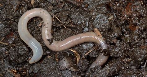 Nematodos Nematodos Esponja Marina Hermosos Paisajes