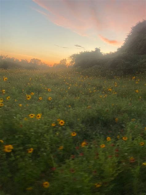 Wildflower Field Sunset Artofit