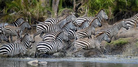 Zebra Stampede, Serengeti 3827966 Stock Photo at Vecteezy