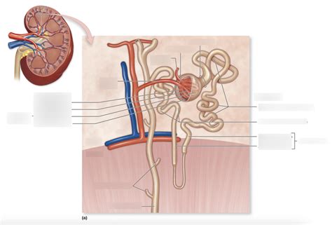 Nephron Structure Diagram Diagram Quizlet