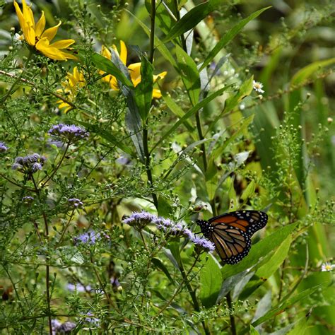 Using Georgia Native Plants Fall Nectar Plants For Monarch Butterflies