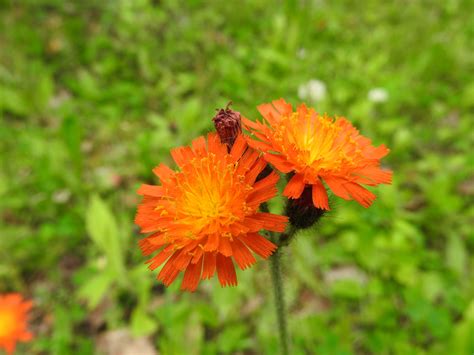 Wildflower Orange Hawkweed Hieracium Aurantiacum Samuel Justice Trail