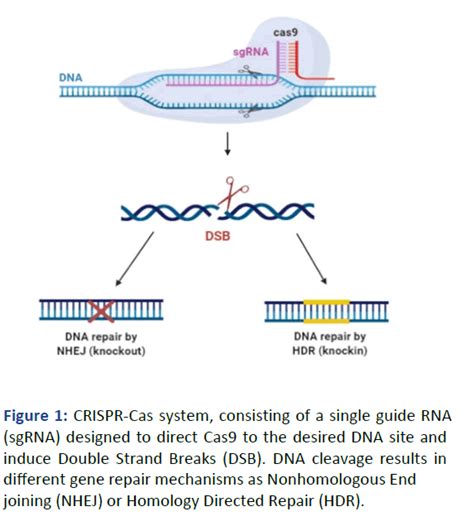 The Overview Of Crispr Technology And Its Application On Farm Ani