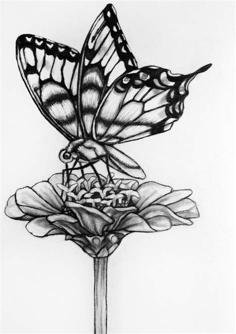 Butterfly Pencil Drawing | Pencil drawings of flowers, Butterfly ...