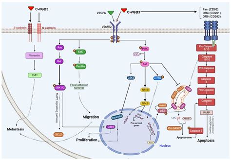 A Vegfb Based Peptidomimetic Inhibits Vegfr2 Mediated Pi3kaktmtor And