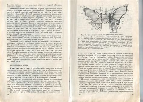 Анатомия человека. В двух томах. Том 1 - Сапин М.Р. - 1993