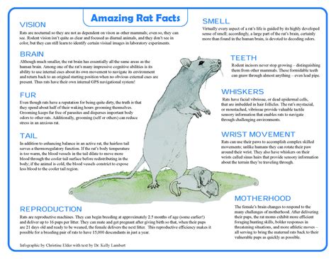 Fun Rat Facts — Lambert Behavioral Neuroscience Laboratory