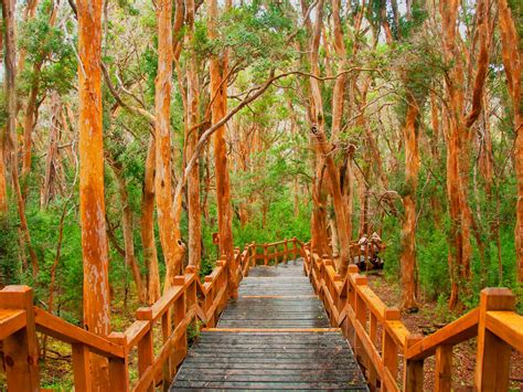 Bosque Los Arrayanes Villa La Angostura Tripin Argentina