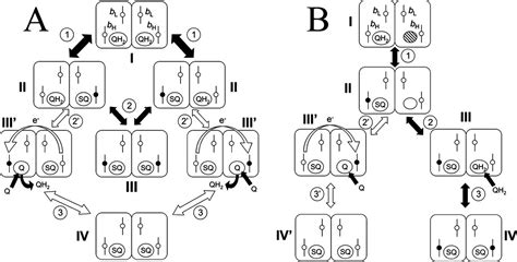 Asymmetric And Redox Specific Binding Of Quinone And Quinol At Center N