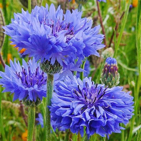 Organic Cornflower Seeds - Jubilee Gem | Flower Seeds in Packets & Bulk ...