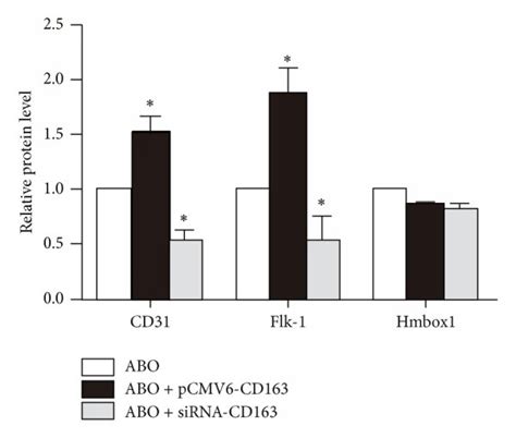 The Protein Level Of Cd Influenced Abo Induced Bmsc Differentiation