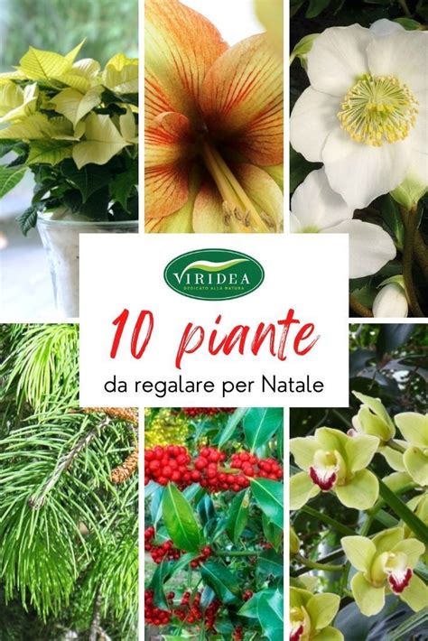 Various Flowers And Plants With The Words 10 Plante D Reglair Per Natte