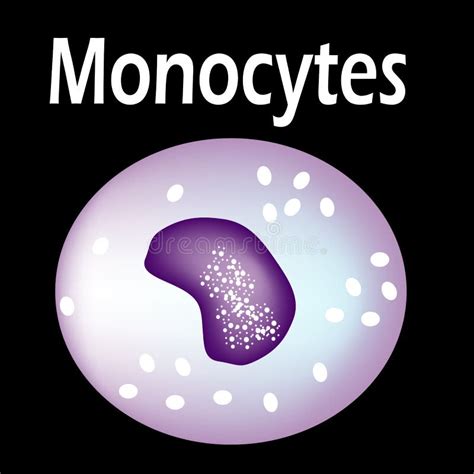 The Structure Of The Monocyte Monocytes Blood Cell Macrophage White