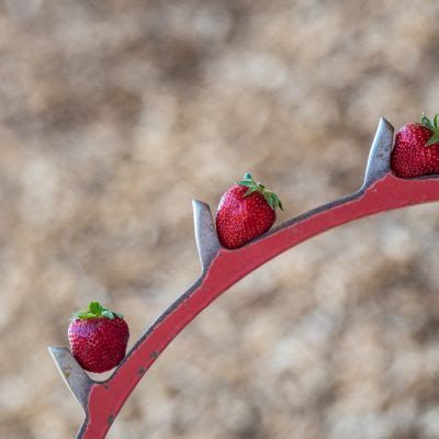 Erdbeeren Pfl Cken Familie Wolf Spargel Erdbeeren Pfel