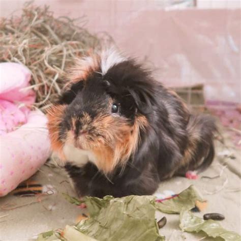 Pin On Guinea Pig Care Guinea Pigs Guinea Pig Care Rabbit Care