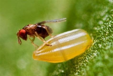 Biological Pest Control Examples | Pest Control