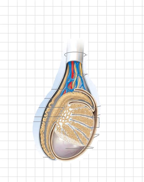 Testes Diagram Quizlet
