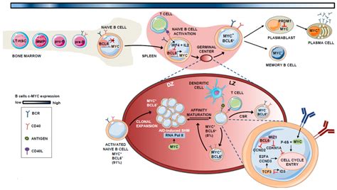 Cells Free Full Text Mycs Fine Line Between B Cell Development And