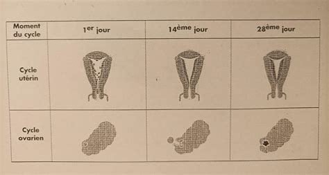 Pouvez vous m aidez svp 1 expliquer ce qu est ce qu une ovulation à