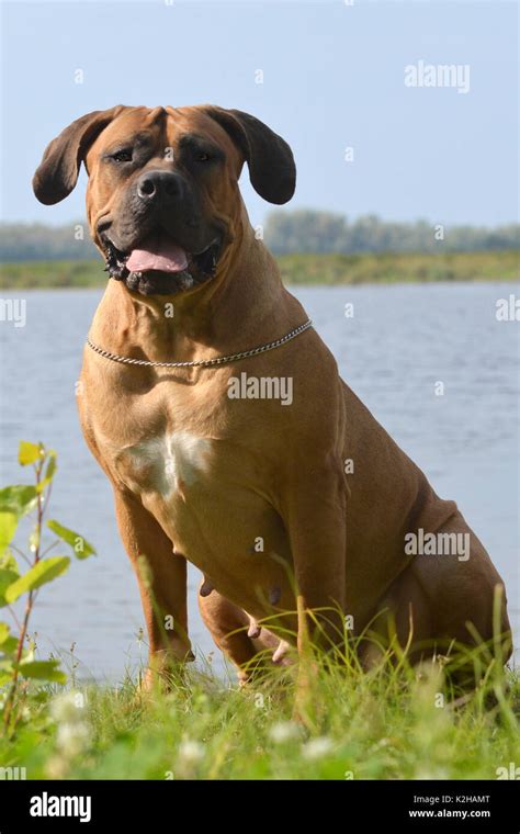 Mastín africano boerboel fotografías e imágenes de alta resolución Alamy