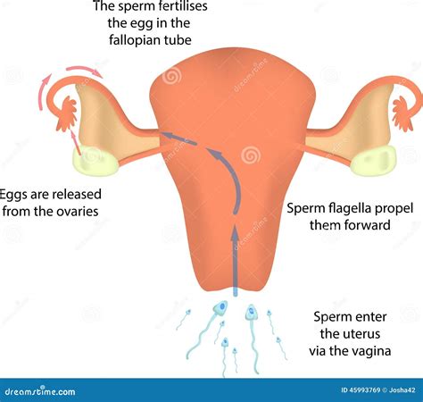 Fertilisation In The Uterus Stock Vector Illustration Of Fertilise